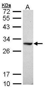 DDAH1 Antibody in Western Blot (WB)