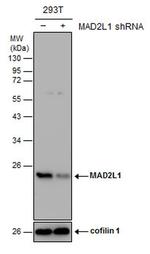 MAD2 Antibody