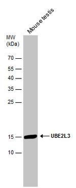 UBE2L3 Antibody in Western Blot (WB)