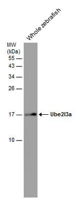 UBE2L3 Antibody in Western Blot (WB)