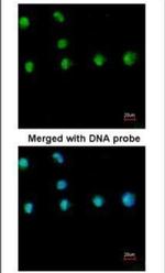 NR2F1 Antibody in Immunocytochemistry (ICC/IF)