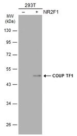 NR2F1 Antibody in Western Blot (WB)