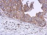 Kinesin 5B Antibody in Immunohistochemistry (Paraffin) (IHC (P))