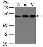 Kinesin 5B Antibody in Western Blot (WB)