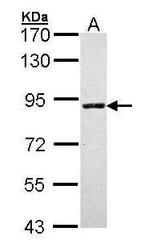 SLC26A8 Antibody in Western Blot (WB)