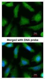 PSMA6 Antibody in Immunocytochemistry (ICC/IF)