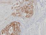 ZPBP Antibody in Immunohistochemistry (Paraffin) (IHC (P))