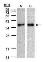 ZPBP Antibody in Western Blot (WB)