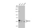 MSTO1 Antibody in Western Blot (WB)