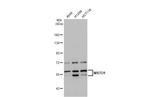 MSTO1 Antibody in Western Blot (WB)