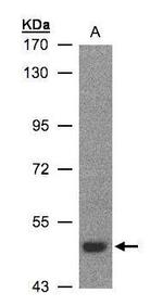 LBP Antibody in Western Blot (WB)