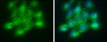 PLSCR1 Antibody in Immunocytochemistry (ICC/IF)