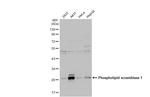 PLSCR1 Antibody in Western Blot (WB)