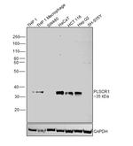 PLSCR1 Antibody in Western Blot (WB)