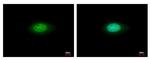 Annexin A7 Antibody in Immunocytochemistry (ICC/IF)