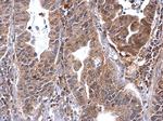 Annexin A7 Antibody in Immunohistochemistry (Paraffin) (IHC (P))