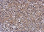 Radixin Antibody in Immunohistochemistry (Paraffin) (IHC (P))