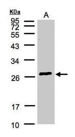 GSTA2 Antibody in Western Blot (WB)