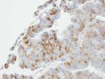 GST Omega 1 140A Antibody in Immunohistochemistry (Paraffin) (IHC (P))