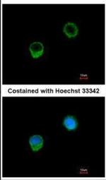 Bcl-X Antibody in Immunocytochemistry (ICC/IF)