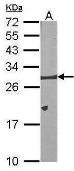 Bcl-X Antibody in Western Blot (WB)