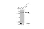 Bcl-X Antibody in Western Blot (WB)