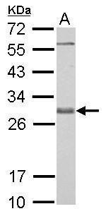 Bcl-X Antibody in Western Blot (WB)