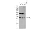 Bcl-X Antibody in Western Blot (WB)