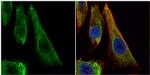 Bcl-X Antibody in Immunocytochemistry (ICC/IF)