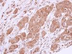 Bcl-X Antibody in Immunohistochemistry (Paraffin) (IHC (P))