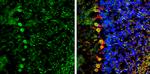 NCKAP1 Antibody in Immunohistochemistry (Frozen) (IHC (F))