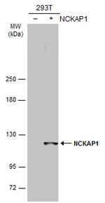 NCKAP1 Antibody in Western Blot (WB)