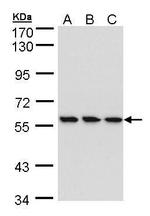 HCE Antibody in Western Blot (WB)