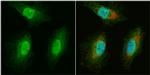 WBSCR22 Antibody in Immunocytochemistry (ICC/IF)