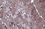 MDH2 Antibody in Immunohistochemistry (Paraffin) (IHC (P))