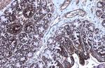 MDH2 Antibody in Immunohistochemistry (Paraffin) (IHC (P))