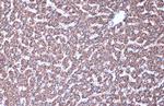 MDH2 Antibody in Immunohistochemistry (Paraffin) (IHC (P))