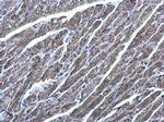 MDH2 Antibody in Immunohistochemistry (Paraffin) (IHC (P))