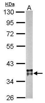 MDH2 Antibody in Western Blot (WB)