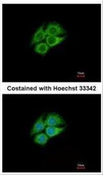 PANK1 Antibody in Immunocytochemistry (ICC/IF)