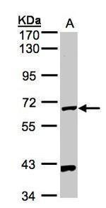 PANK1 Antibody in Western Blot (WB)