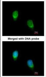 WNT11 Antibody in Immunocytochemistry (ICC/IF)