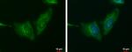 WNT11 Antibody in Immunocytochemistry (ICC/IF)