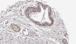 WNT11 Antibody in Immunohistochemistry (Paraffin) (IHC (P))