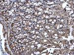 WNT11 Antibody in Immunohistochemistry (Paraffin) (IHC (P))