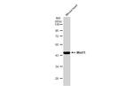 WNT11 Antibody in Western Blot (WB)