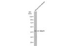 WNT11 Antibody in Western Blot (WB)