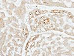 Factor XI Antibody in Immunohistochemistry (Paraffin) (IHC (P))