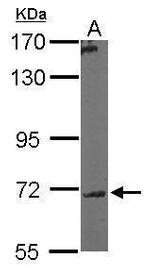 GALNT7 Antibody in Western Blot (WB)