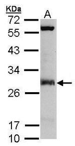 IDI1 Antibody in Western Blot (WB)